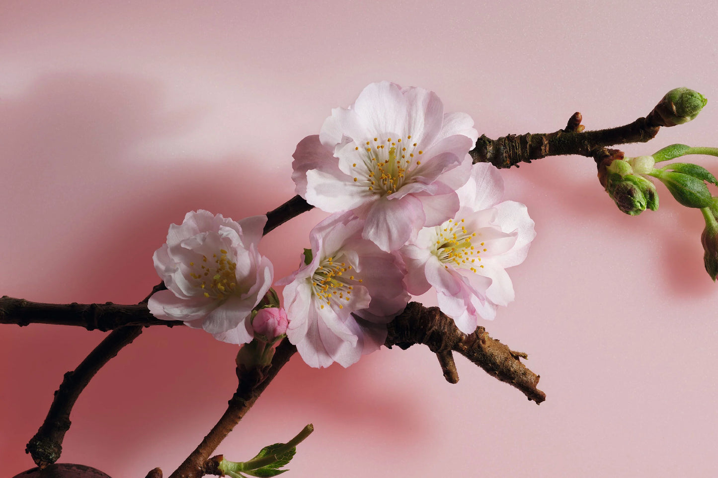Christian Dior Sakura (Eau de Parfum) 50ml